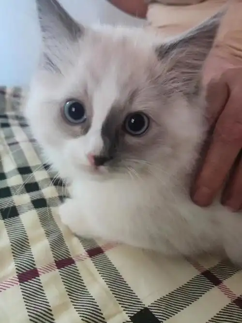 黑龙江大庆300块出一只脸很丑的2个月大布偶猫公猫有老哥要么