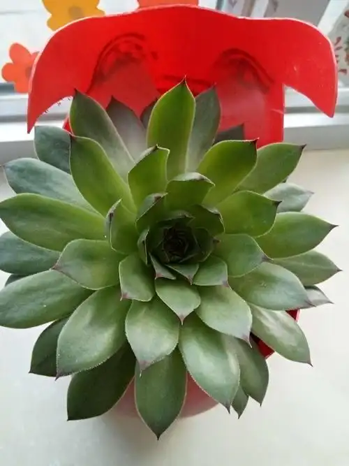 最美的回忆_三街幼儿园大四班2018美美的回忆