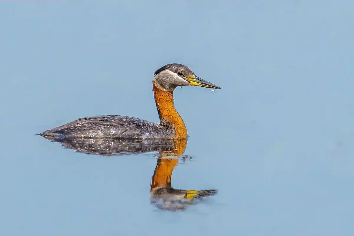 长白山野生鸟类图鉴之6 ～赤颈䴙䴘 - 抖音