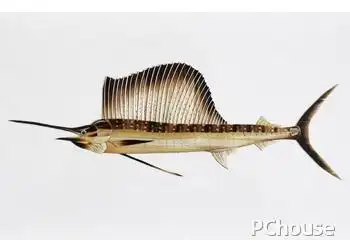 剑鱼的营养价值