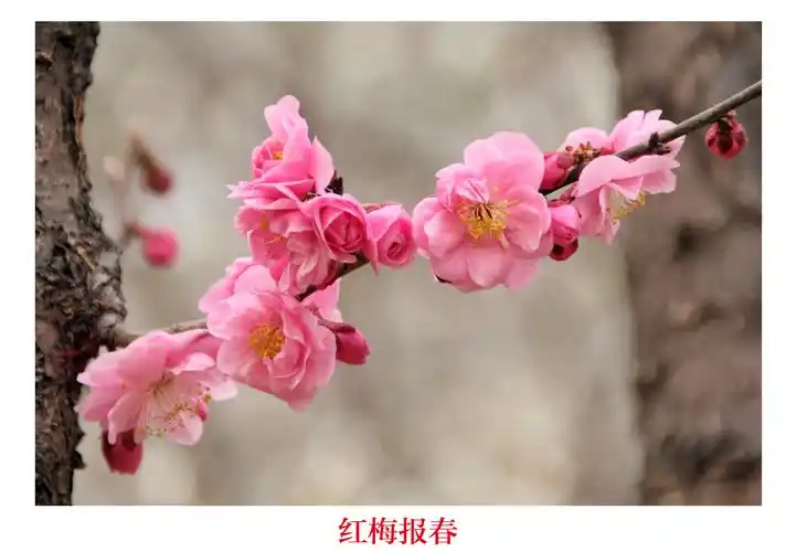 皇城网络梅花摄影作品展—梅园春早