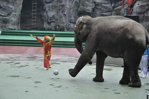 上海野生动物园——动物表演