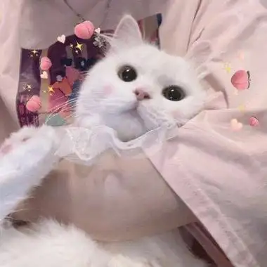 可爱的猫咪头像_女生头像_我要个性网