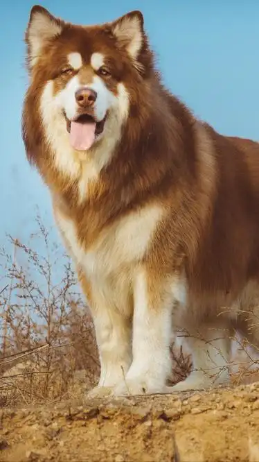 别轻易养"阿拉斯加",太容易上瘾了