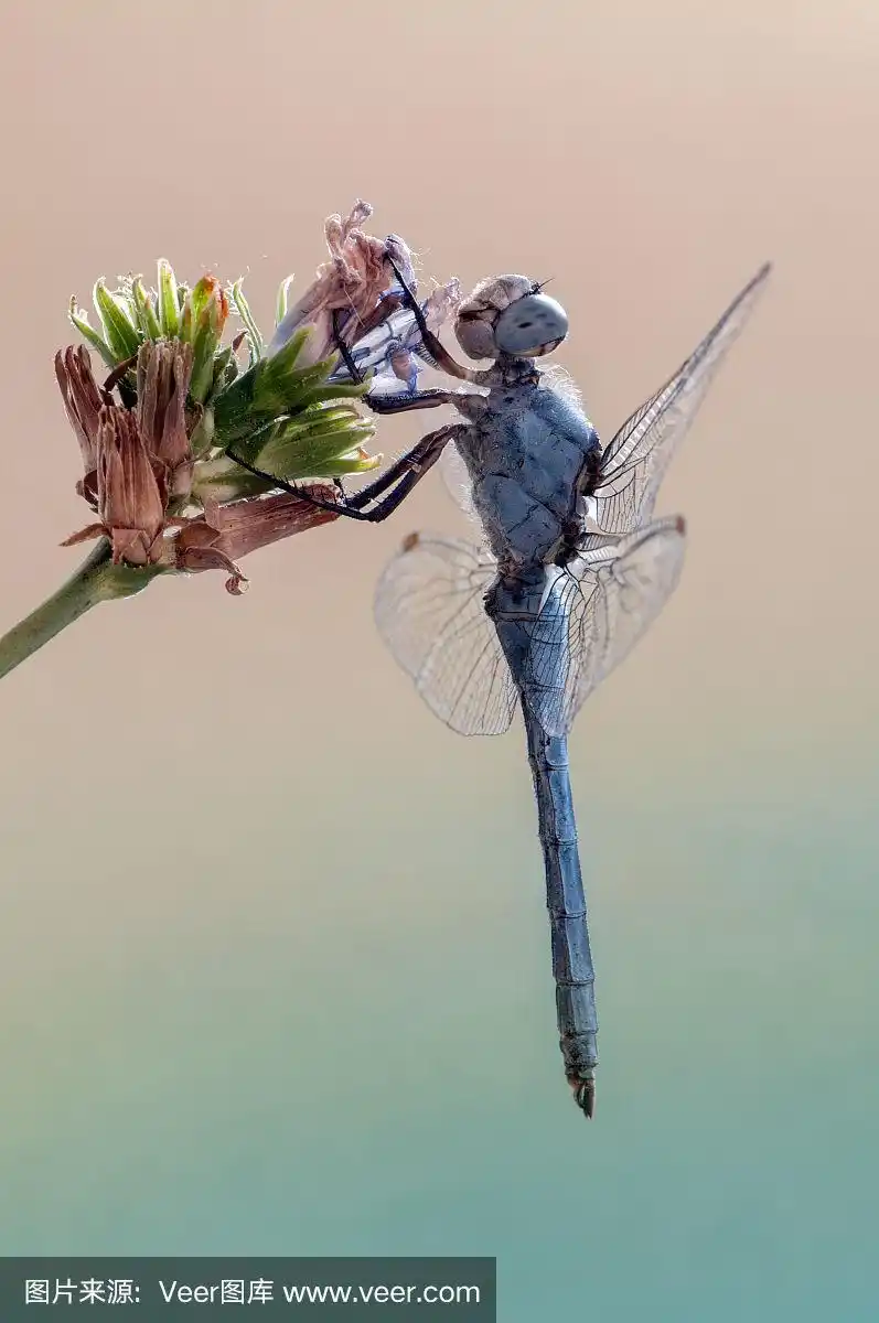 大蜻蜓特写在一个夏天的早晨,在一个森林的空地上的一朵干花