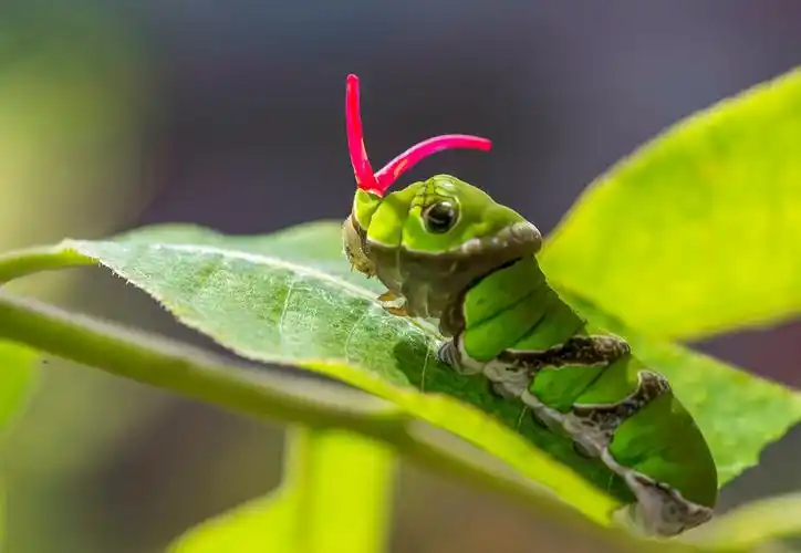 微距类  韩丽珠   蝴蝶的一生   13785107247