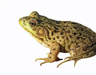 绿色的青蛙,在白色背景上孤立照片