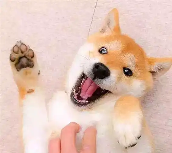 柴犬刷牙时表现出众,靠此被做成表情包后,狗子因二成知名犬红|狗狗