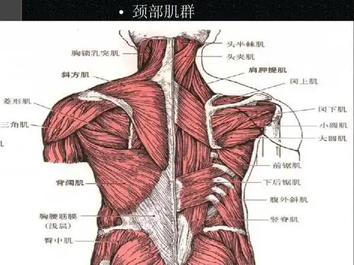 解剖图谱 推拿   颈部肌群
