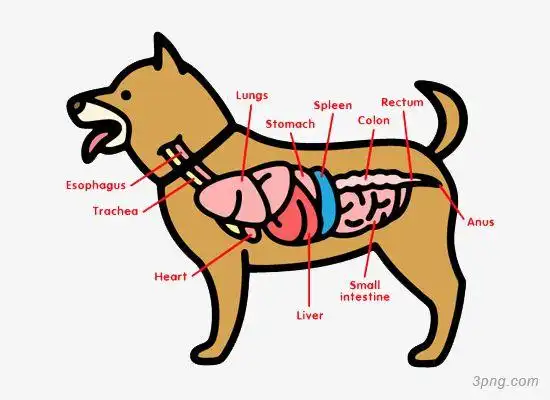 标签:器官小狗器官内脏宠物卡通器官矢量心脏器官卡通胃器官矢量人体