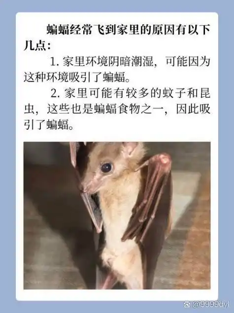 家里环境阴暗潮湿,可能因为这种环境吸引了蝙蝠. 2.
