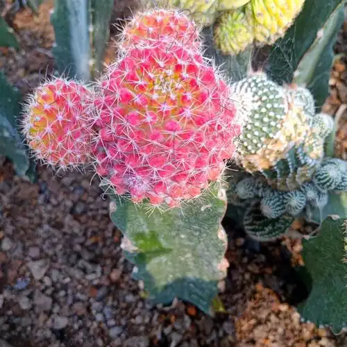 红娜丸仙人球红色自根仙人掌类植物多肉花卉小盆栽t5