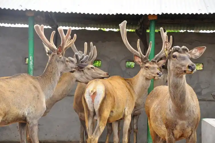 p>东北马鹿(学名:cervus elaphus xanthopygus)是马鹿的亚种之一