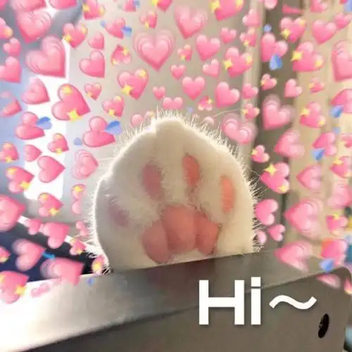 萌宠gif喵星人gifhigif你好呀gif呆萌gif可爱gif