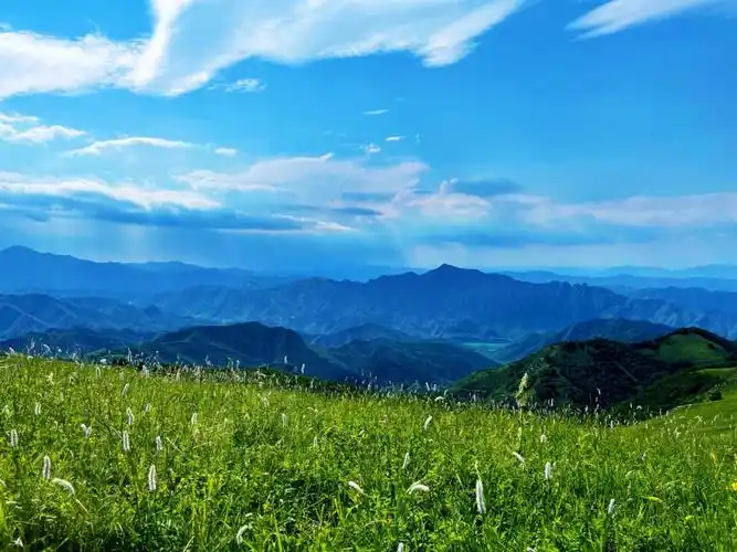 高山草甸的嫩绿色是夏天的模样