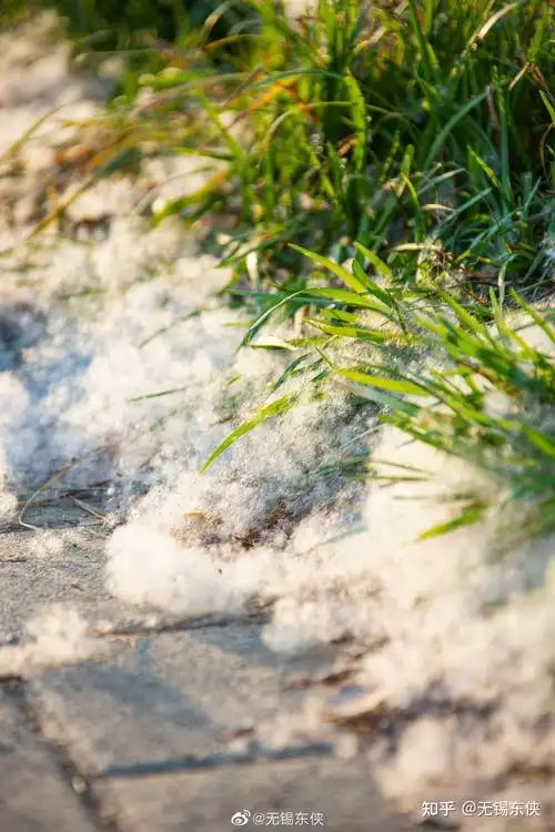 柳絮飞时花满城 - 知乎