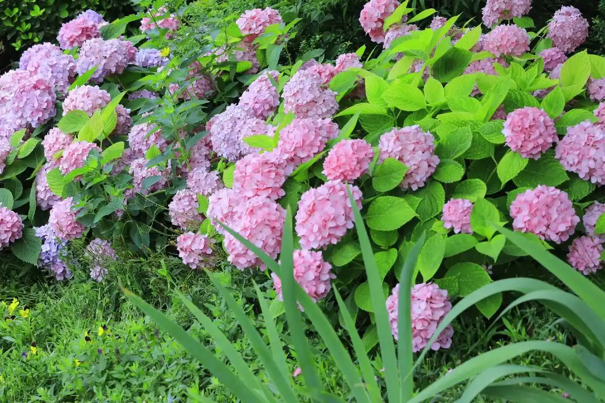 绿城广场的绣球花.在父亲的小花园里,最多的就是绣球花. 由于 - 抖音