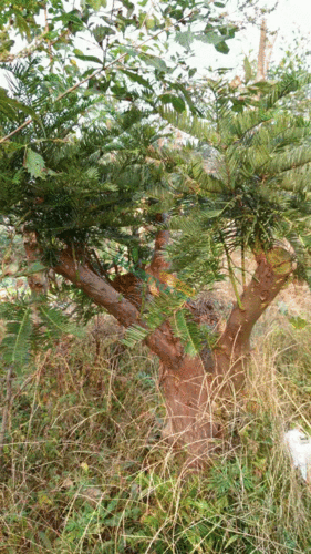 红豆杉树桩(25公分)