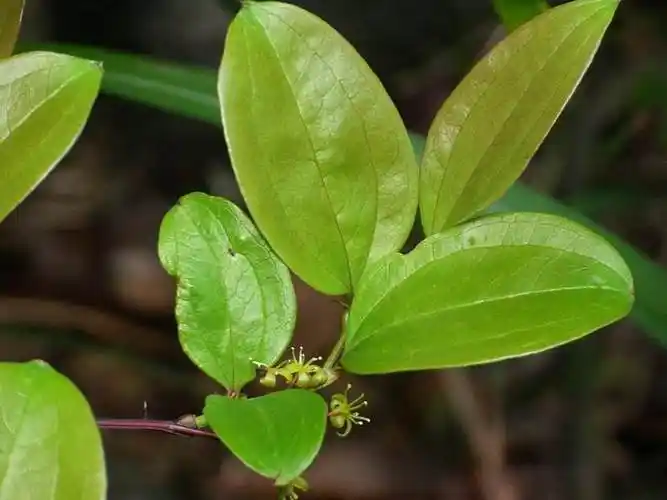 嘉会本草治风湿的铁菱角