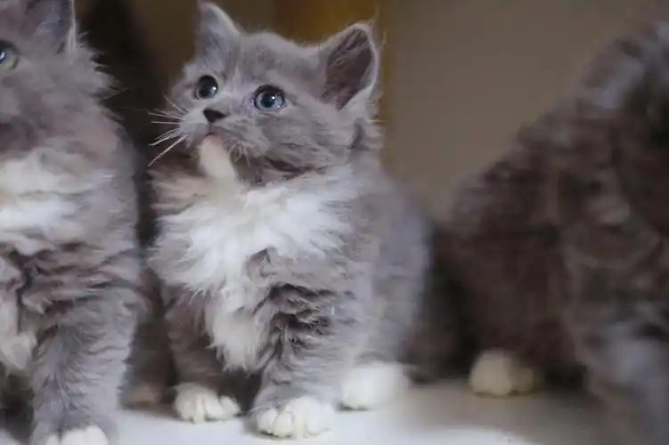 三位数的长毛小蓝白