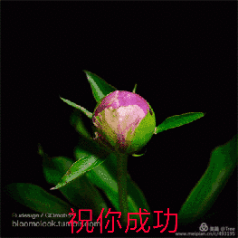 微信花卉动态问候语表情图集