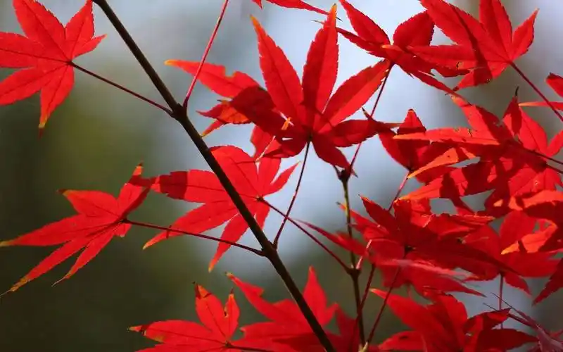 秋天红叶美景图