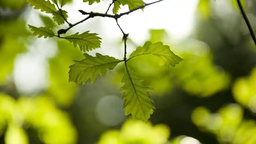 唯美叶子高清摄影锁屏电脑壁纸图片下载