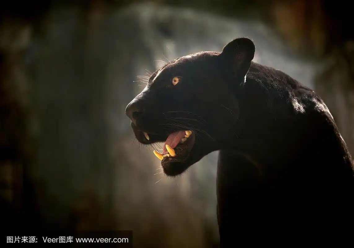 黑色美洲豹或黑豹的肖像.