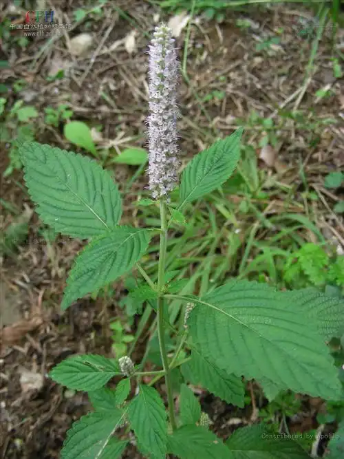 为 a href="#" data-lemmaid="2381957">唇形科 /a>,香薷属的柔弱草本