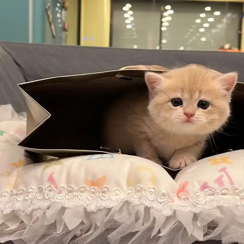 什么神仙小奶猫!#萌宠出道计划 #英短 #萌宠超新星计划 # - 抖音