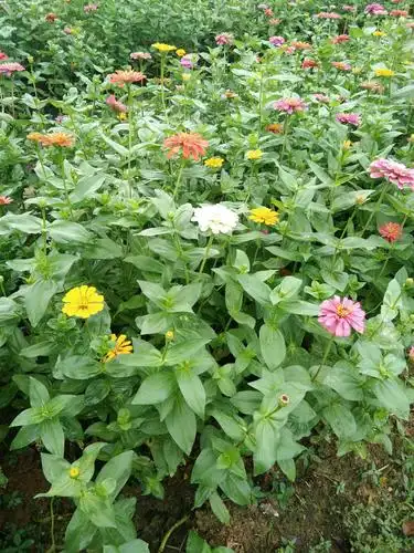 金鸡草,夏天那个看到想扯两颗栽到自己地里.