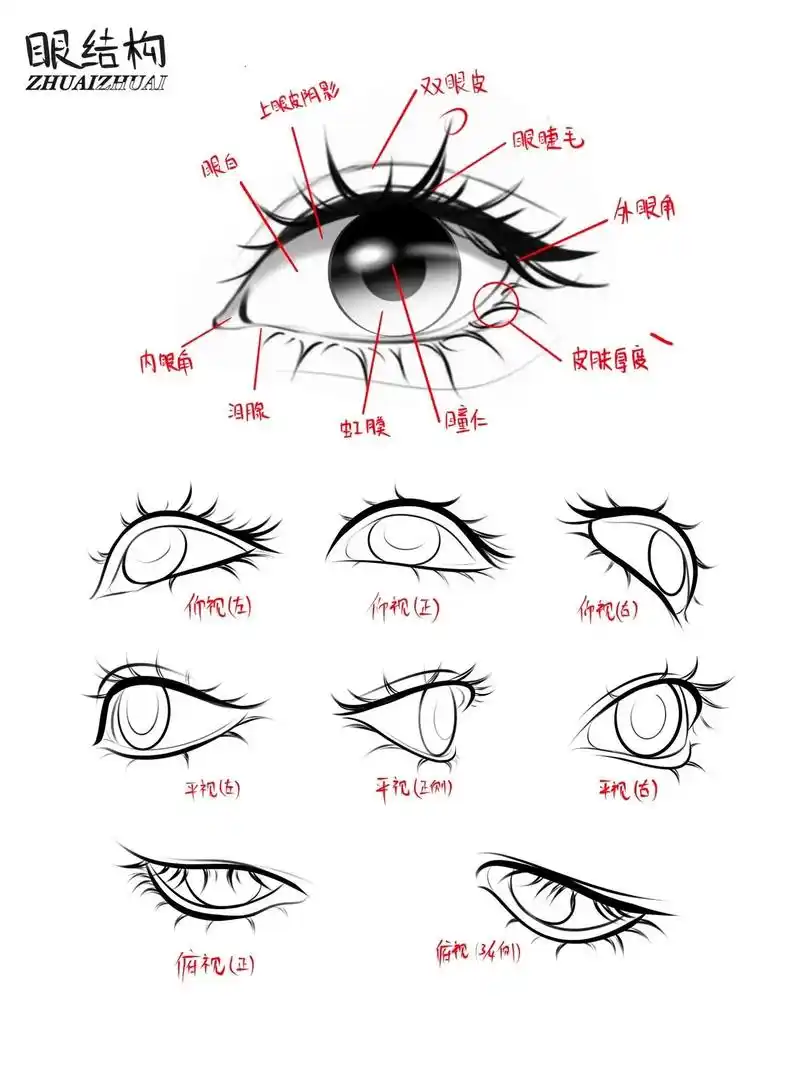 日常分享五官结构图 又要周五啦啦啦～#五官  ##板绘 #画 - 抖音