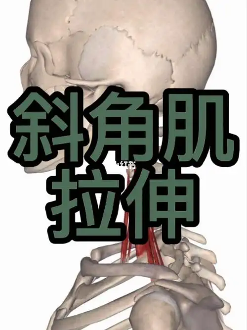 全身精准拉伸斜角肌篇