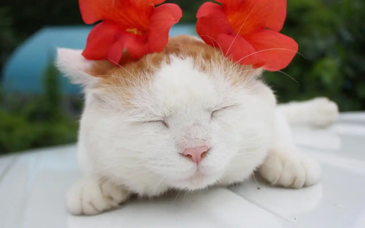 萌宠猫咪可爱调皮写真图片桌面壁纸