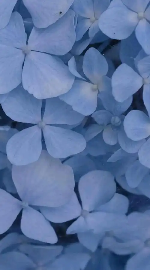 蓝色系仙女壁纸合集,可爱中带走一丝忧郁与冷静