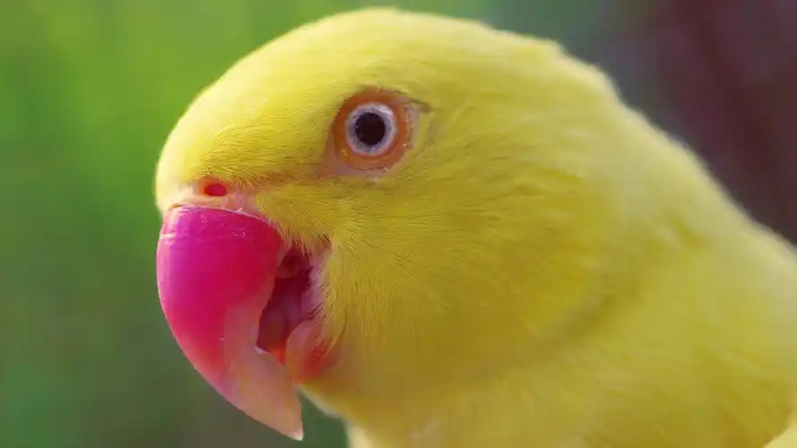 桌面壁纸 电脑桌面壁纸 美女壁纸 高清壁纸大全下载 桌面背景图片