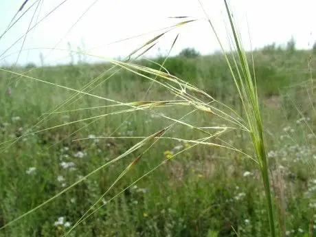 针茅:它果实上的狼针能像螺丝钉一样扎进绵羊的皮肤里