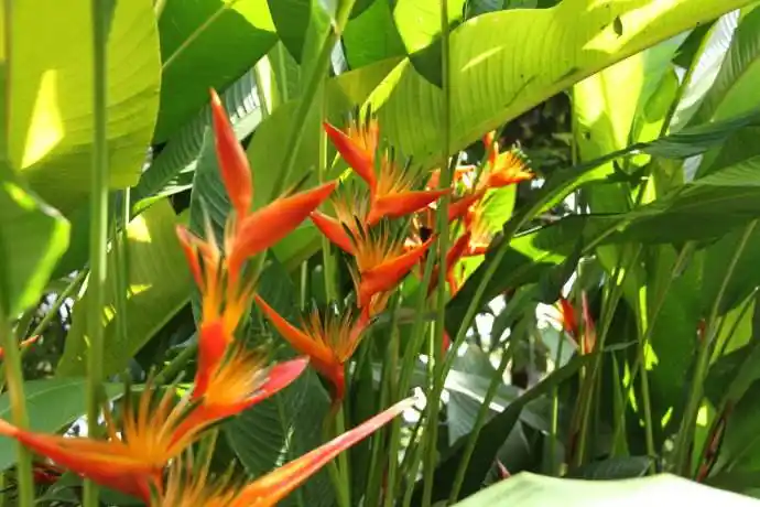 旅人蕉(摄影:佚名)