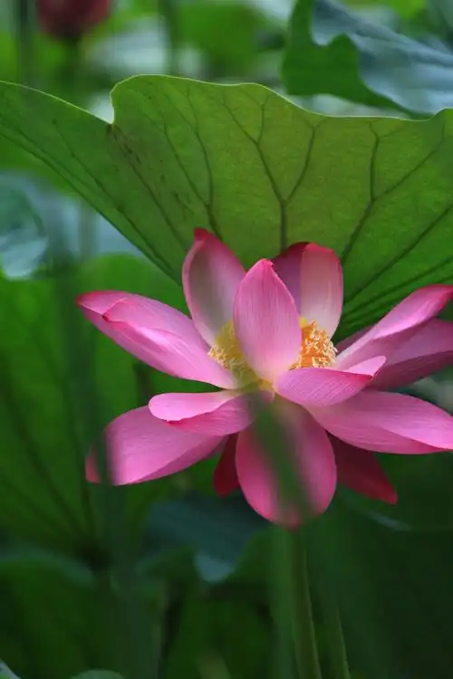 七月的沈阳,荷花依旧,"水中仙子并红腮, 一点芳心两处开."