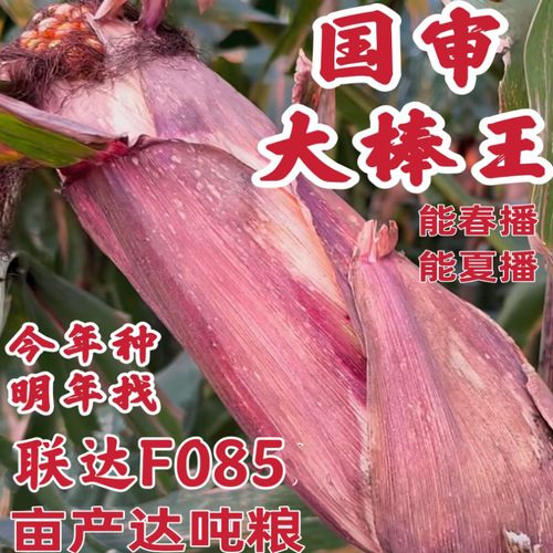 国审高产玉米种子大棒矮杆红轴大马牙联达f085