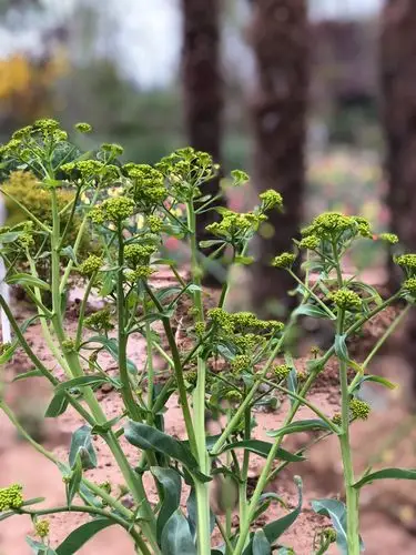 自播的板蓝根也快开花了