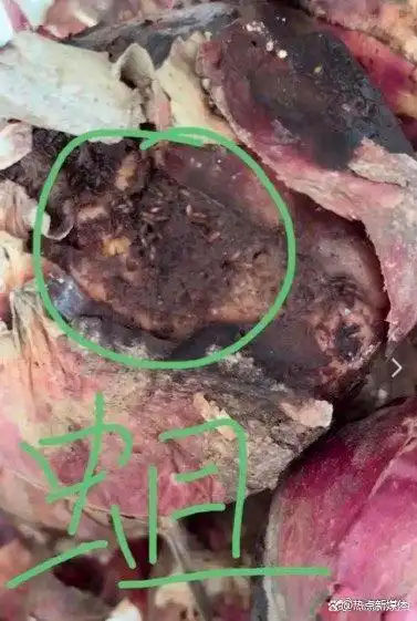 山东招远一幼儿园被爆给学生吃腐烂生蛆的肉菜