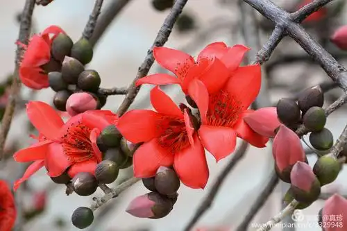 广州市英雄树红木棉盛放