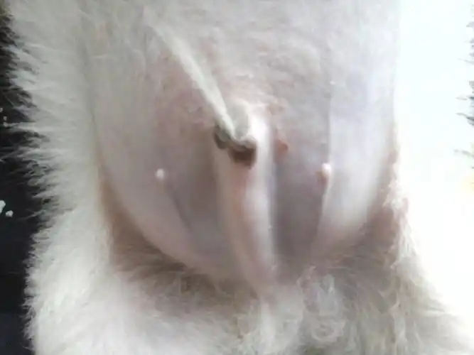 幼犬串串小型犬,生殖器周围有小痘痘,是怎么回事?怎么治啊?