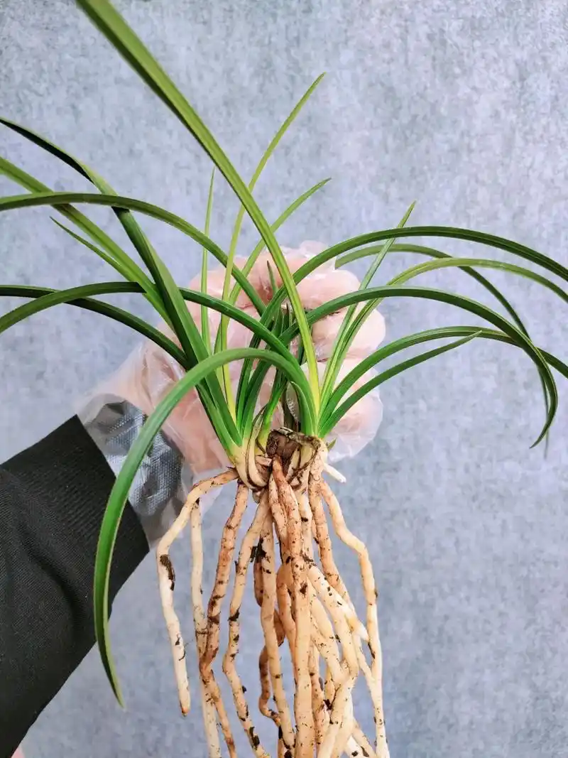 分一分王献青中透(青花瓷韵)#蕙兰 #精品兰花 #兰花鉴赏 - 抖音