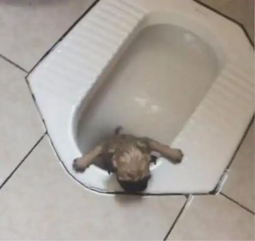 小狗狗洗澡掉进厕所坑,逃跑没找对地方啊!主人无耻的笑了