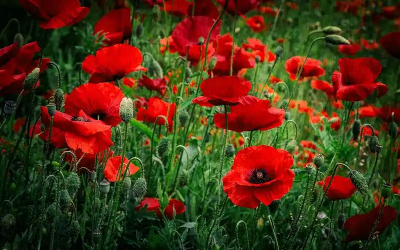 壁纸 红色罂粟花,春天 1920x1200 hd 高清壁纸, 图片, 照片