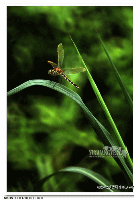 煽动翅膀的蜻蜓 精华