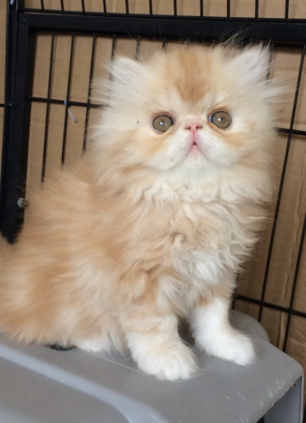 家养小加菲猫和蓝猫找主人