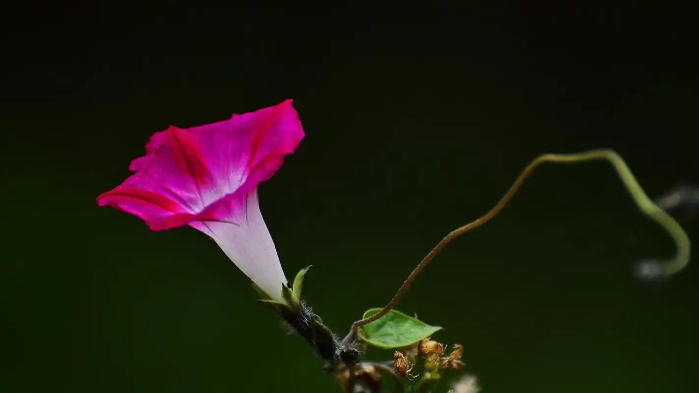 唯美高清牵牛花小清新桌面壁纸
